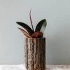 Lone Fox New Reclaimed Bark Planter