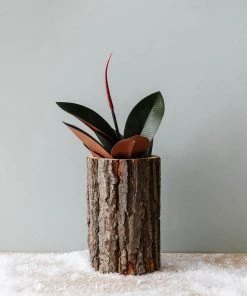 Lone Fox New Reclaimed Bark Planter