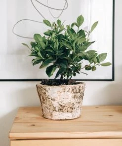 Lone Fox New Ella Birch Planter