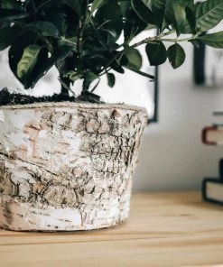 Lone Fox New Ella Birch Planter