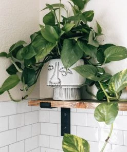 Lone Fox Glazed Stoneware Face Planter