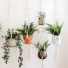 Lone Fox Your Favorite Macrame Plant Hangers New