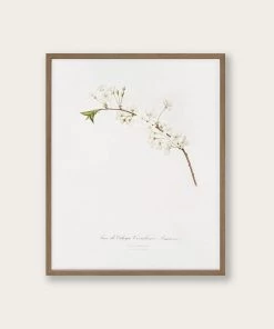 Lone Fox "Amarena Cherry Flower" Art Print