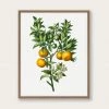 Lone Fox Best Sellers "Bitter Sweet Oranges On A Branch " Art Print 1 Lone Fox Best Sellers "Bitter Sweet Oranges On A Branch " Art Print
