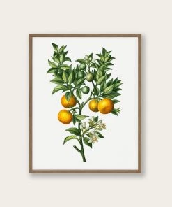 Lone Fox Best Sellers "Bitter Sweet Oranges On A Branch " Art Print