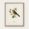 Lone Fox Best Sellers "Eurasian Bullfinch" Art Print