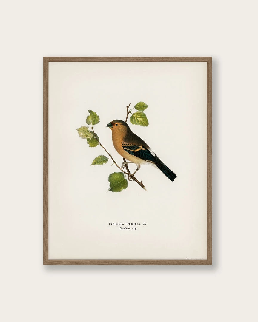 Lone Fox Best Sellers "Eurasian Bullfinch" Art Print 3 Lone Fox Best Sellers "Eurasian Bullfinch" Art Print