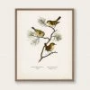 Lone Fox Best Sellers "Eurasian Wren" Art Print 2 Lone Fox Best Sellers "Eurasian Wren" Art Print