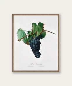 Lone Fox Best Sellers "Grape Vine" Art Print
