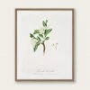 Lone Fox "Hawthorn Flower" Art Print