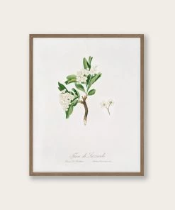 Lone Fox "Hawthorn Flower" Art Print