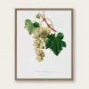Lone Fox "Muscat Grape" Art Print Best Sellers