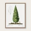 Lone Fox "Boy And Tree" Art Print