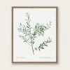 Lone Fox "Olive Branch" Art Print Best Sellers 2 Lone Fox "Olive Branch" Art Print Best Sellers