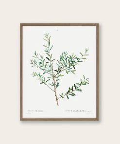 Lone Fox "Olive Branch" Art Print Best Sellers