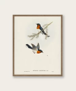 Lone Fox New "White-bellied Flycatcher" Art Print
