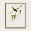 Lone Fox "Yellow-breasted Flycatcher" Art Print 1 Lone Fox "Yellow-breasted Flycatcher" Art Print