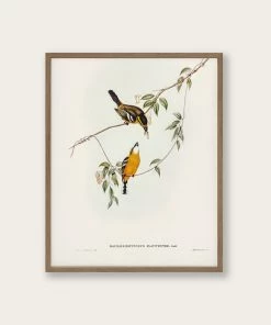 Lone Fox "Yellow-breasted Flycatcher" Art Print