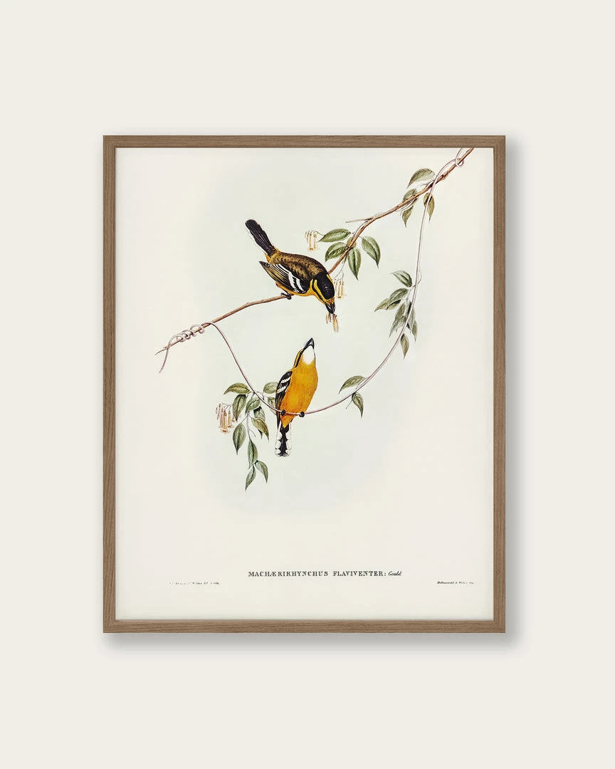 Lone Fox "Yellow-breasted Flycatcher" Art Print 3 Lone Fox "Yellow-breasted Flycatcher" Art Print