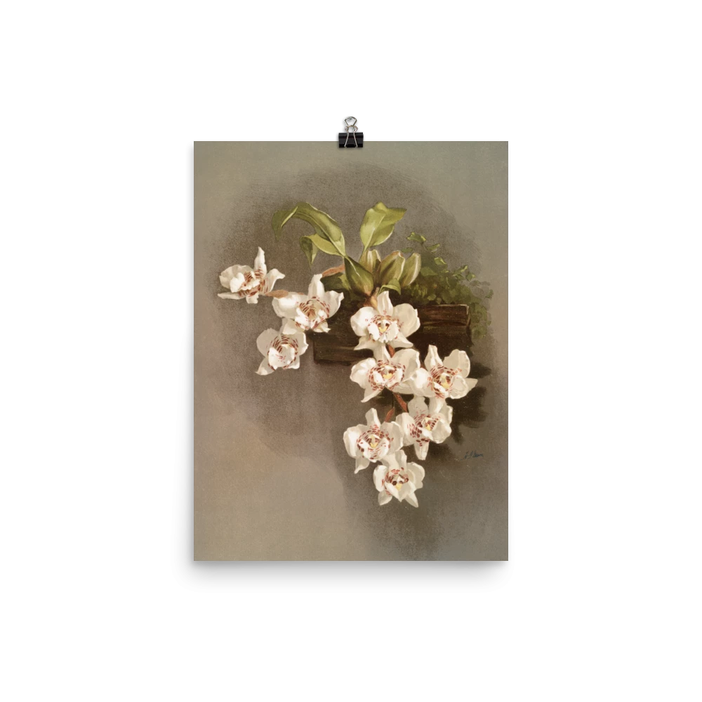 Lone Fox New "Reichenbachia Orchids" Art Print 5 Lone Fox New "Reichenbachia Orchids" Art Print