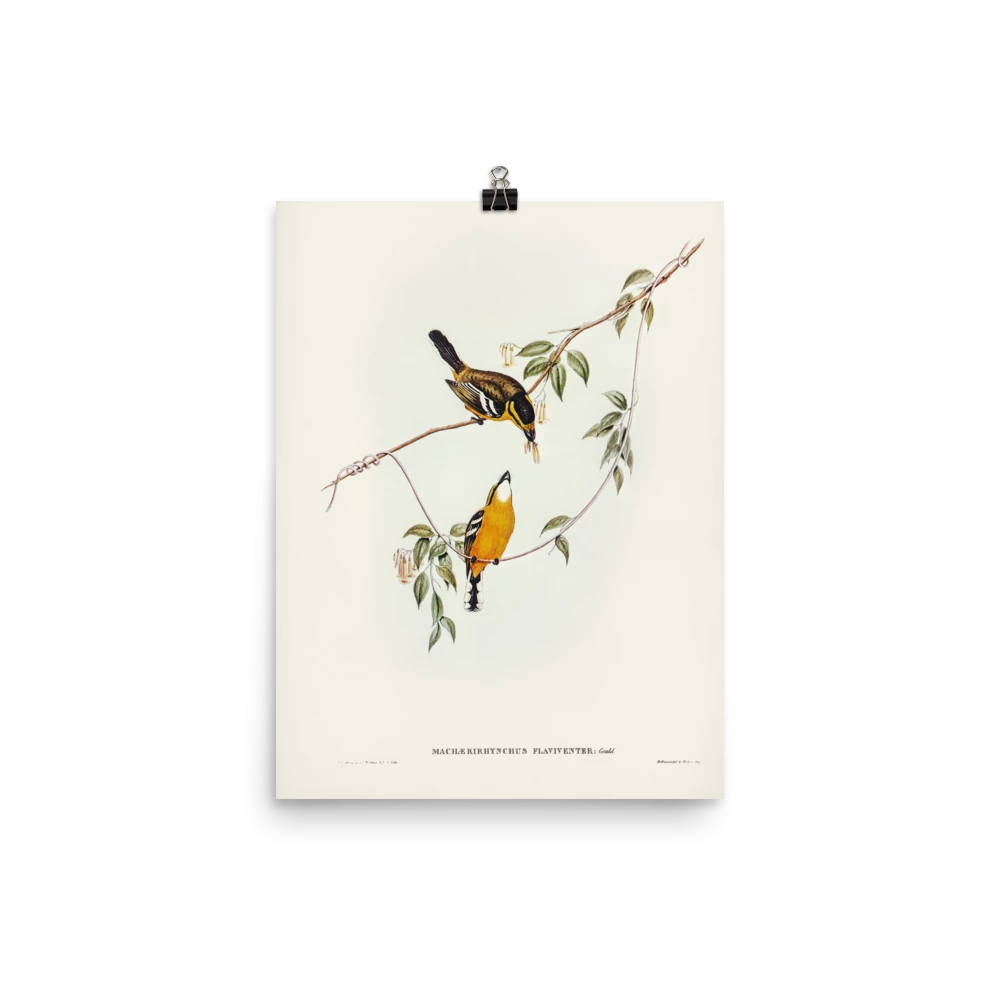 Lone Fox "Yellow-breasted Flycatcher" Art Print 5 Lone Fox "Yellow-breasted Flycatcher" Art Print