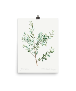 Lone Fox "Olive Branch" Art Print Best Sellers