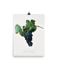 Lone Fox Best Sellers "Grape Vine" Art Print
