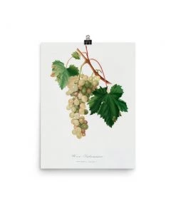 Lone Fox "Muscat Grape" Art Print Best Sellers