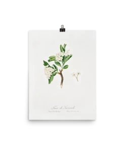 Lone Fox "Hawthorn Flower" Art Print