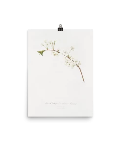 Lone Fox "Amarena Cherry Flower" Art Print
