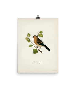 Lone Fox Best Sellers "Eurasian Bullfinch" Art Print 9 Lone Fox Best Sellers