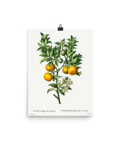 Lone Fox Best Sellers "Bitter Sweet Oranges On A Branch " Art Print