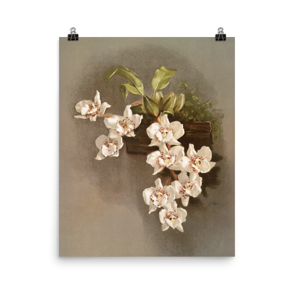 Lone Fox New "Reichenbachia Orchids" Art Print 6 Lone Fox New "Reichenbachia Orchids" Art Print