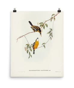 Lone Fox "Yellow-breasted Flycatcher" Art Print 10 Lone Fox