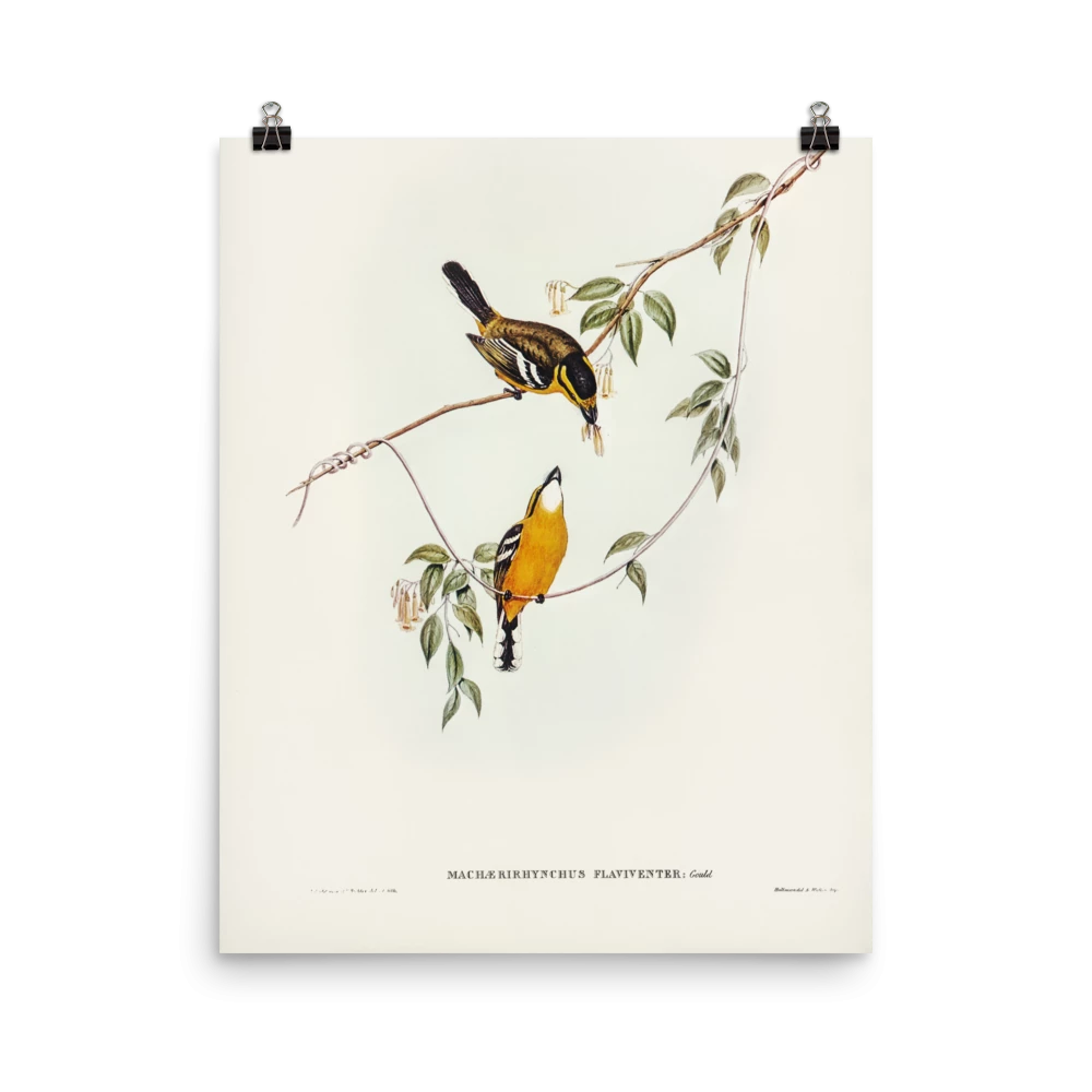 Lone Fox "Yellow-breasted Flycatcher" Art Print 6 Lone Fox "Yellow-breasted Flycatcher" Art Print