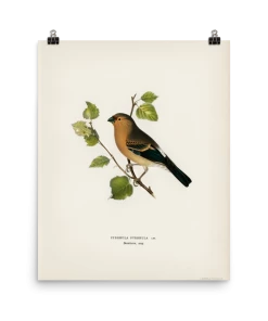 Lone Fox Best Sellers "Eurasian Bullfinch" Art Print 10 Lone Fox Best Sellers