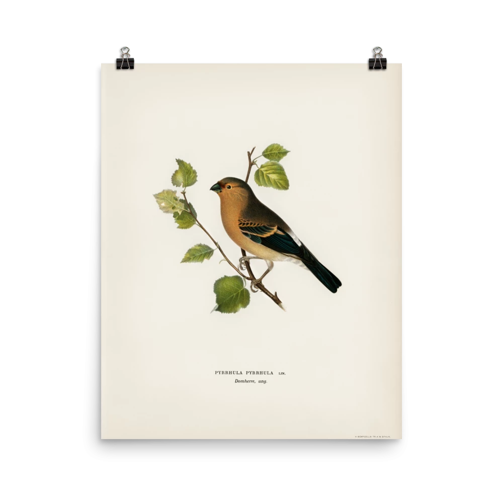 Lone Fox Best Sellers "Eurasian Bullfinch" Art Print 5 Lone Fox Best Sellers "Eurasian Bullfinch" Art Print