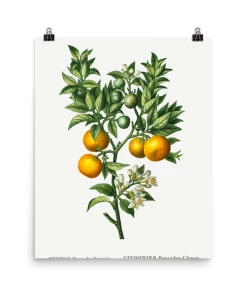 Lone Fox Best Sellers