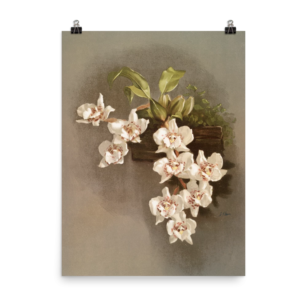 Lone Fox New "Reichenbachia Orchids" Art Print 7 Lone Fox New "Reichenbachia Orchids" Art Print