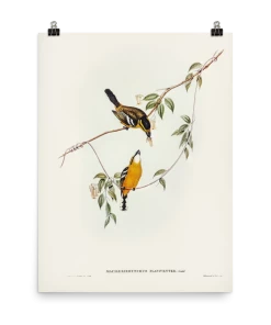 Lone Fox "Yellow-breasted Flycatcher" Art Print 11 Lone Fox