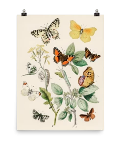 Lone Fox "Illustrations From The Book Of European Butterflies And Moths" Art Print Best Sellers