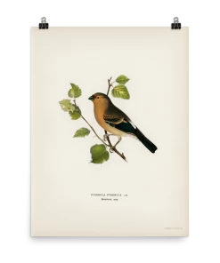 Lone Fox Best Sellers "Eurasian Bullfinch" Art Print 11 Lone Fox Best Sellers