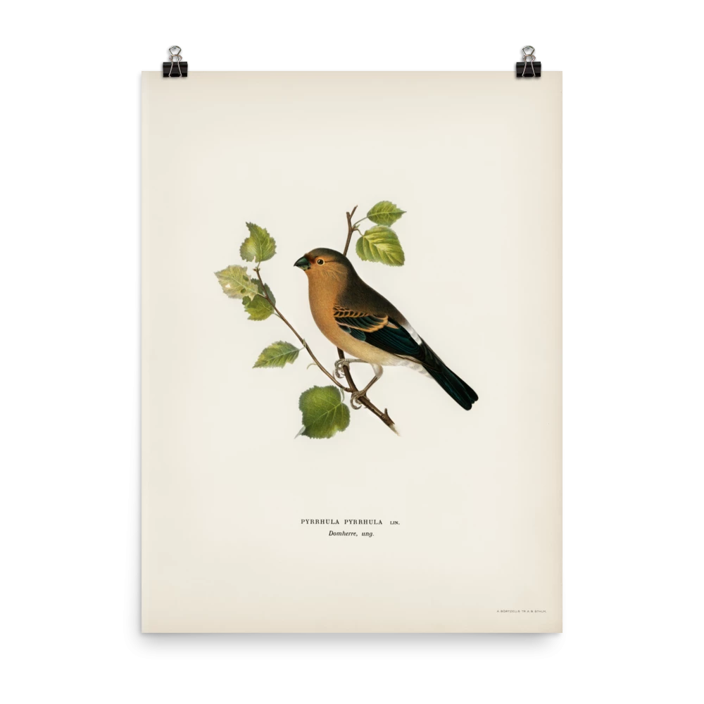 Lone Fox Best Sellers "Eurasian Bullfinch" Art Print 6 Lone Fox Best Sellers "Eurasian Bullfinch" Art Print