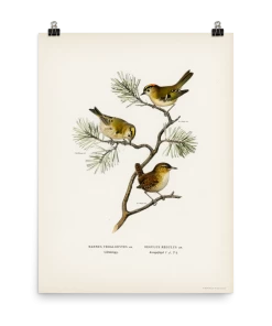 Lone Fox Best Sellers