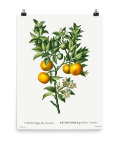 Lone Fox Best Sellers