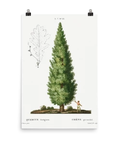 Lone Fox "Boy And Tree" Art Print 12 Lone Fox