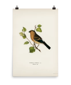 Lone Fox Best Sellers "Eurasian Bullfinch" Art Print 12 Lone Fox Best Sellers