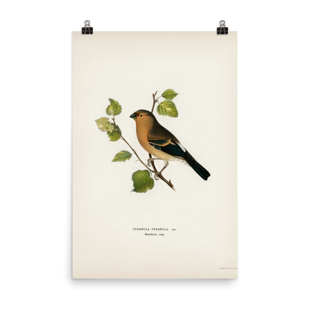 Lone Fox Best Sellers "Eurasian Bullfinch" Art Print 7 Lone Fox Best Sellers "Eurasian Bullfinch" Art Print