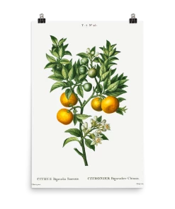 Lone Fox Best Sellers