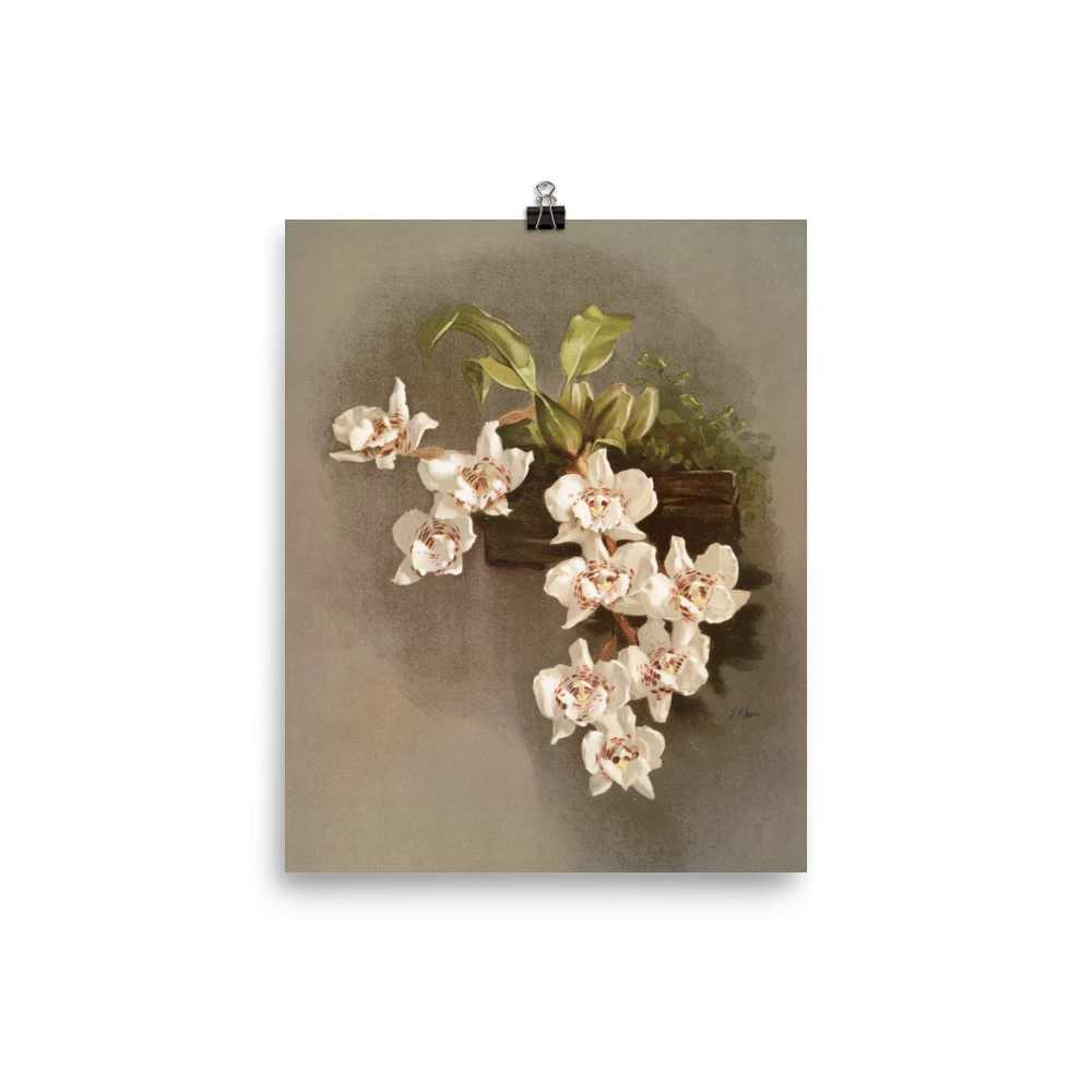 Lone Fox New "Reichenbachia Orchids" Art Print 4 Lone Fox New "Reichenbachia Orchids" Art Print